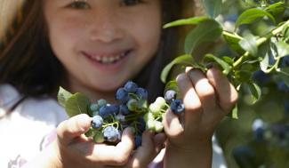 young girl picking blueberries