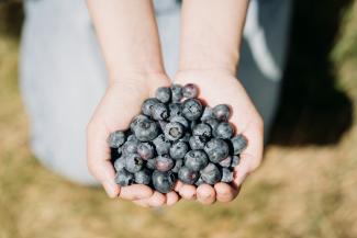 Hand holding fresh BC Blueberries. Photo credit BC Blueberry Council. 
