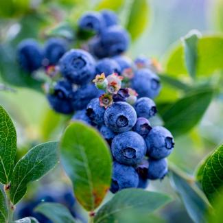 Bright Blueberries