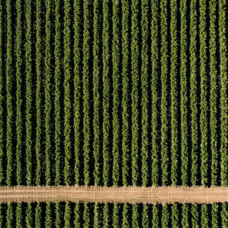 BC Blueberry Farming