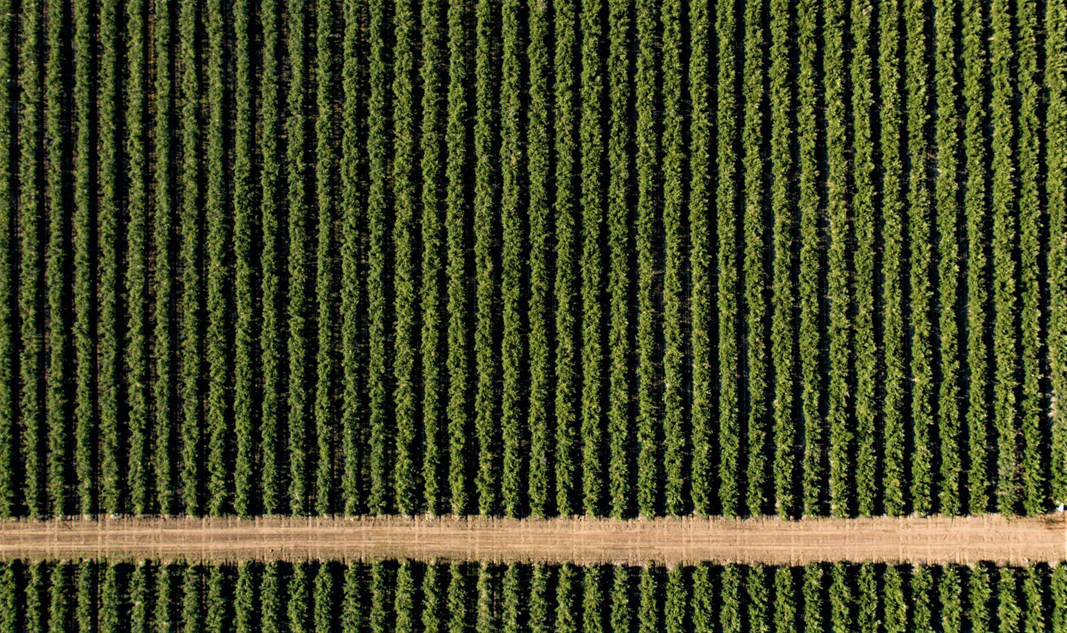 Smart Farming Solutions for BC Blueberry Growers to Boost Blueberry Yields in 2026