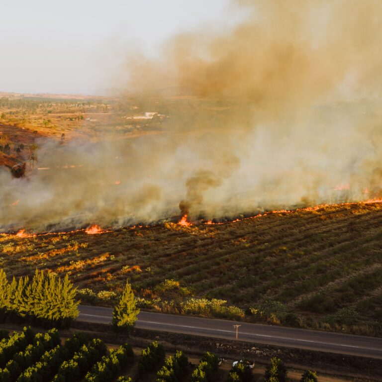 WildFire