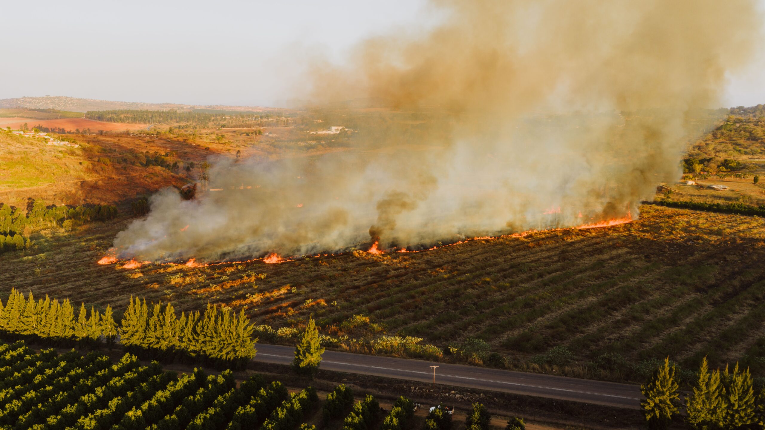 WildFire